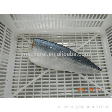 Frozen Scomber japonicus Fish Pacific makrillfilé